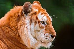 tiger, Nature, Animals, Closeup