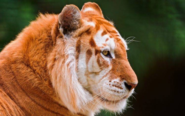 tiger, Nature, Animals, Closeup HD Wallpaper Desktop Background