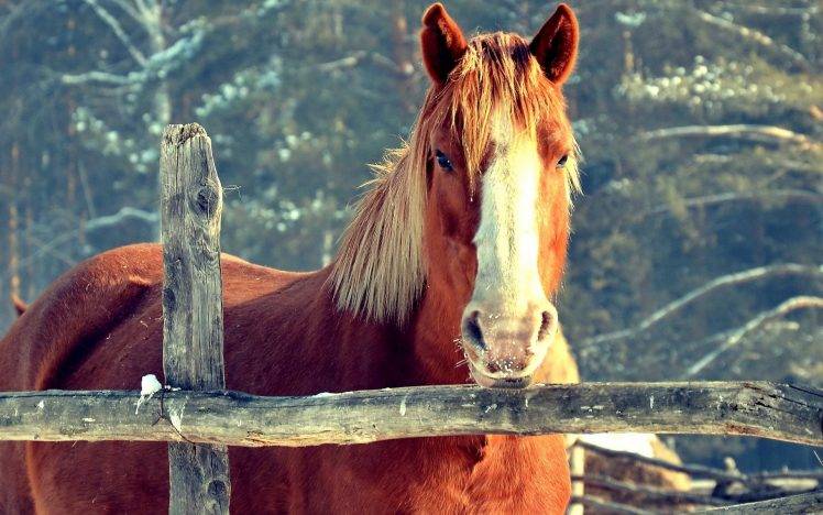 horse, Animals, Nature HD Wallpaper Desktop Background