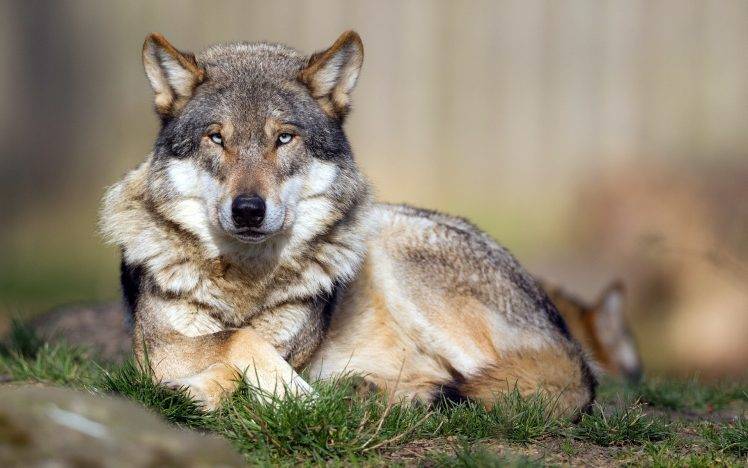 wolf, Animals, Nature HD Wallpaper Desktop Background