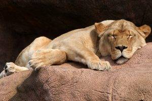 animals, Lion, Sleeping