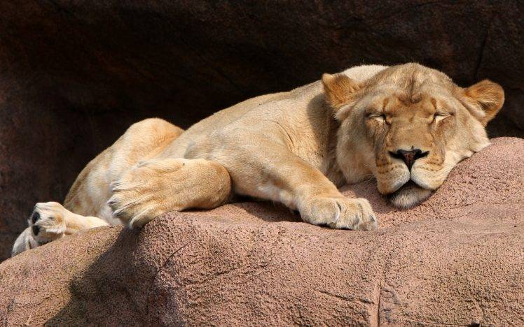 animals, Lion, Sleeping HD Wallpaper Desktop Background