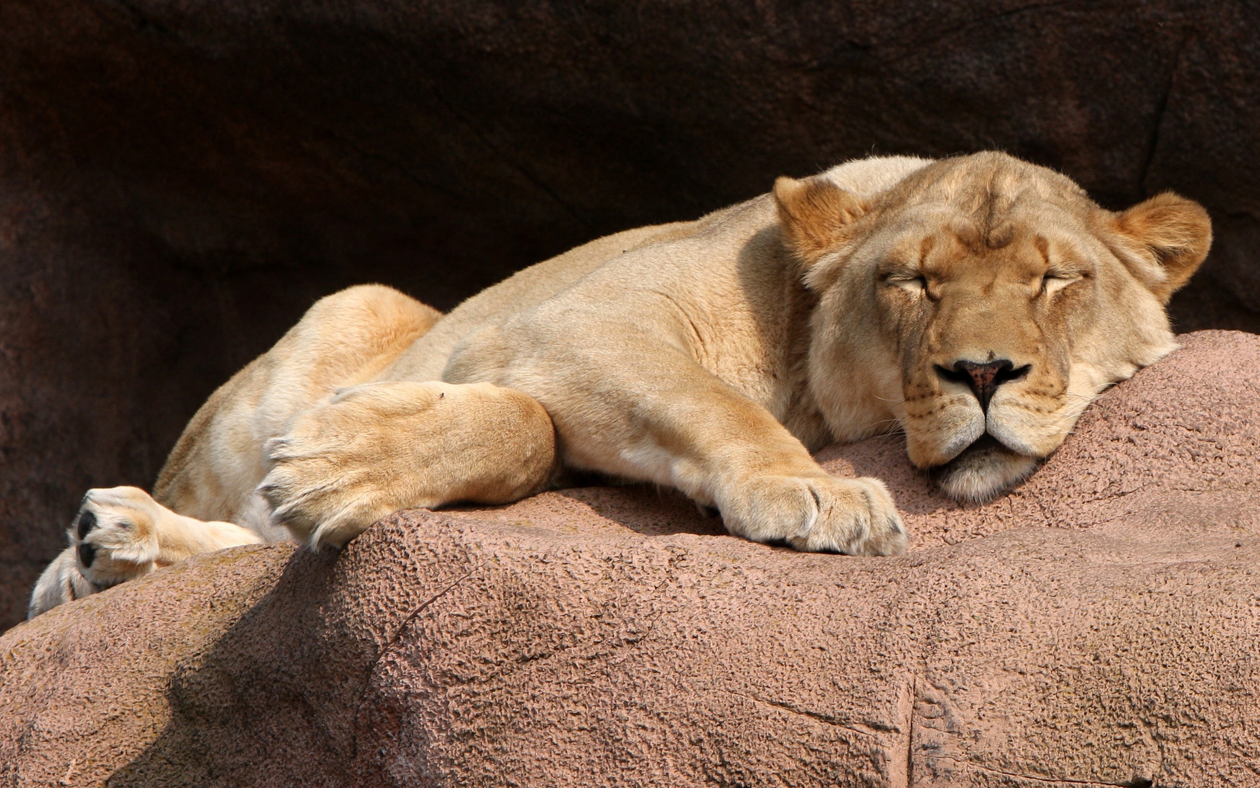 animals, Lion, Sleeping Wallpaper