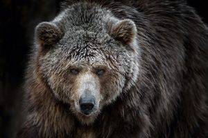 animals, Bears, Grizzly Bears