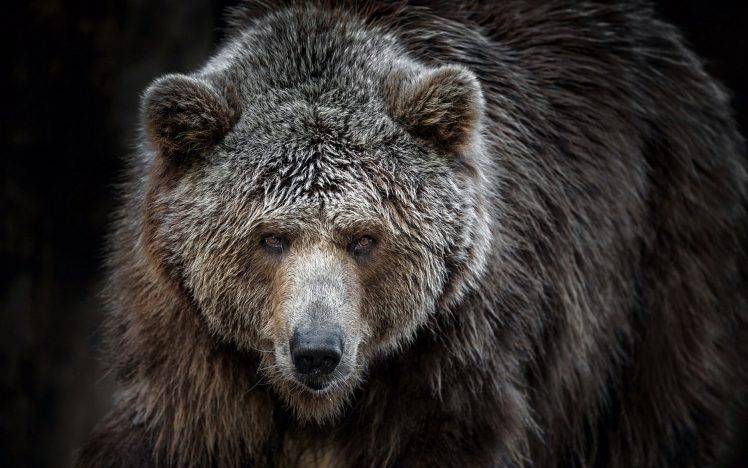 animals, Bears, Grizzly Bears HD Wallpaper Desktop Background