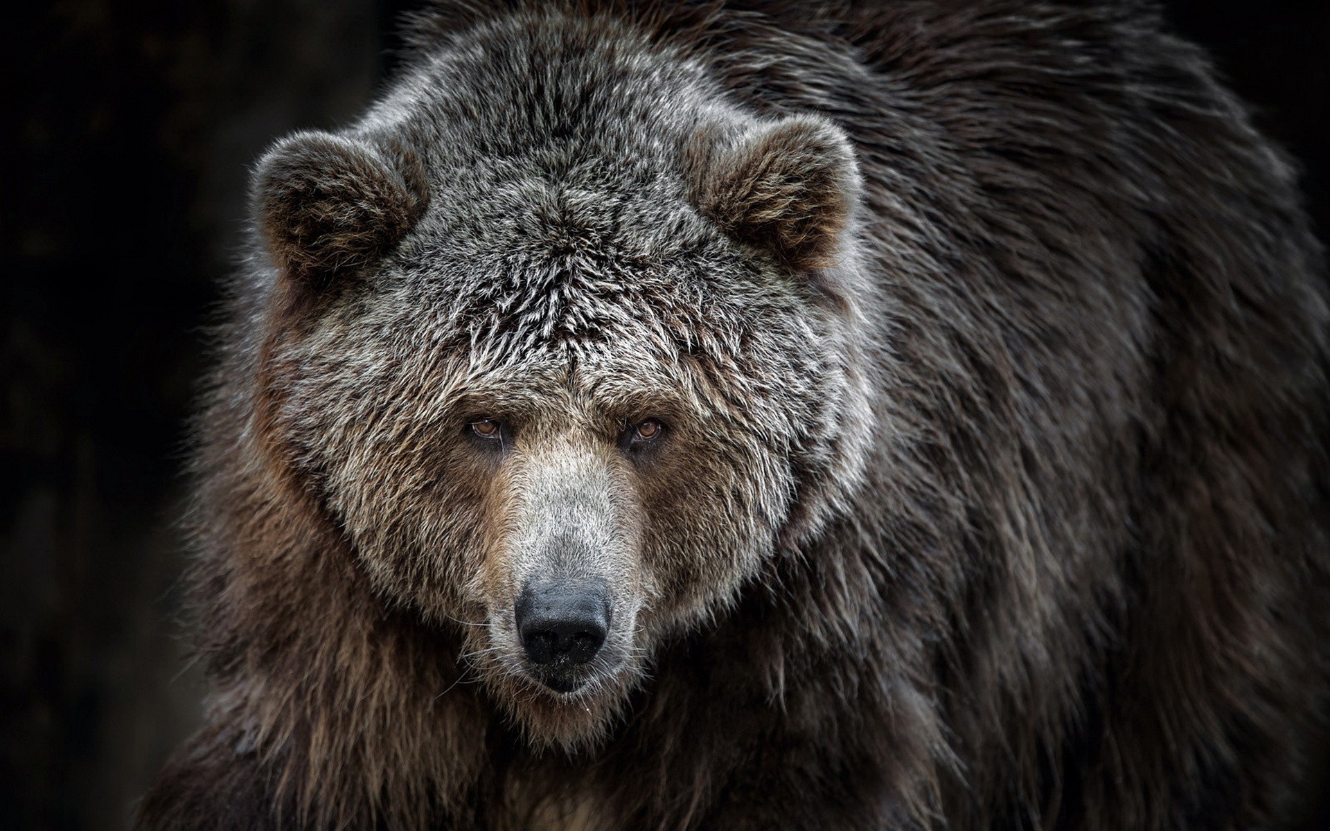 animals, Bears, Grizzly Bears Wallpaper