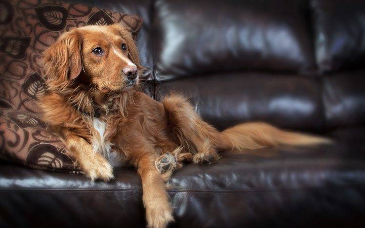 dog, Couch, Animals HD Wallpaper Desktop Background