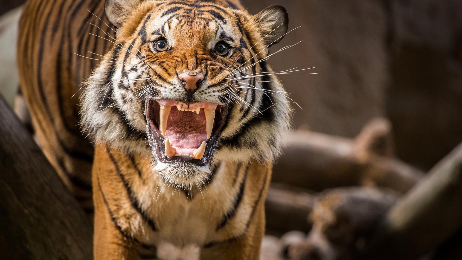 tiger, Animals Wallpaper