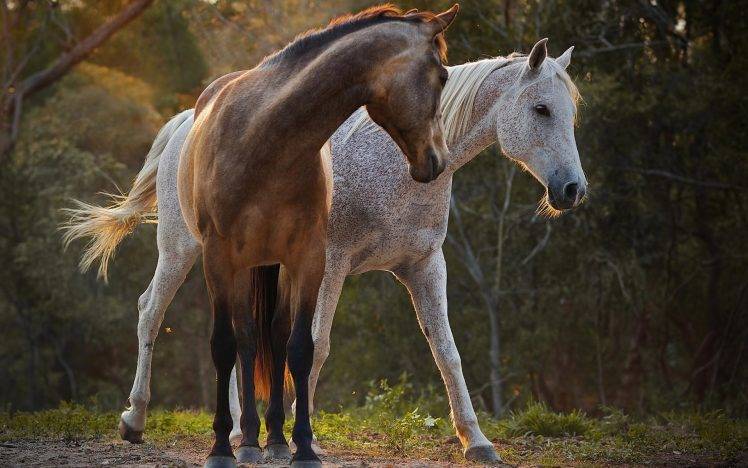 horse, Nature HD Wallpaper Desktop Background