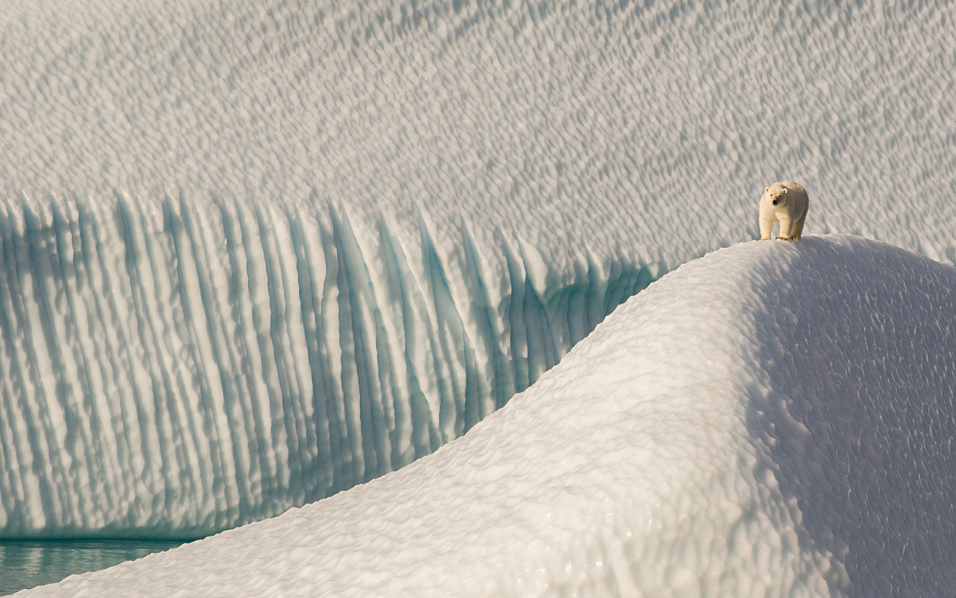polar Bears, Arctic, Animals, Snow, Ice, Dune Wallpaper