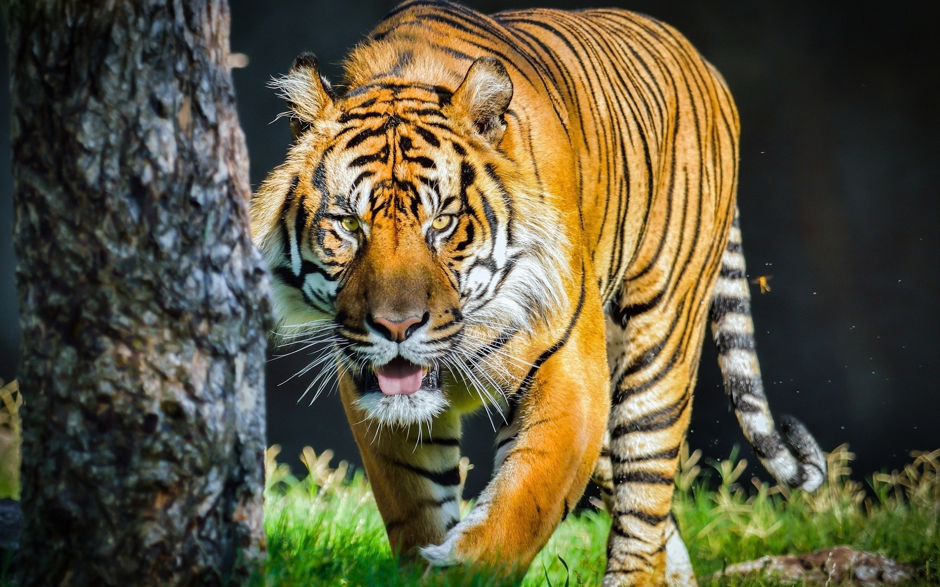 tiger, Animals Wallpaper
