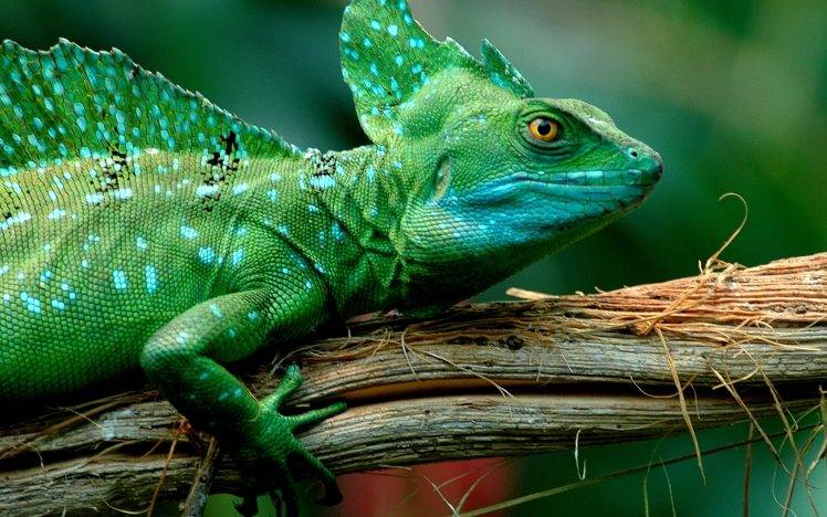 lizards, Animals HD Wallpaper Desktop Background