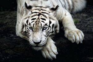 big Cats, Nature, Animals, Tiger, White Tigers