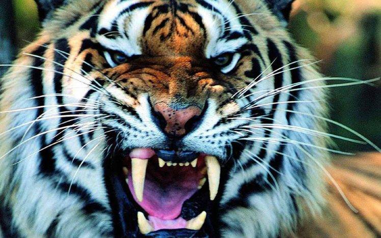 tiger, Animals HD Wallpaper Desktop Background
