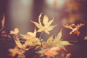 leaves, Nature, Macro