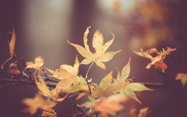 leaves, Nature, Macro HD Wallpaper Desktop Background