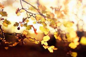 depth Of Field, Leaves, Twigs, Nature