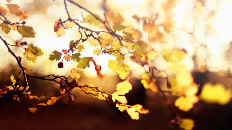 depth Of Field, Leaves, Twigs, Nature HD Wallpaper Desktop Background