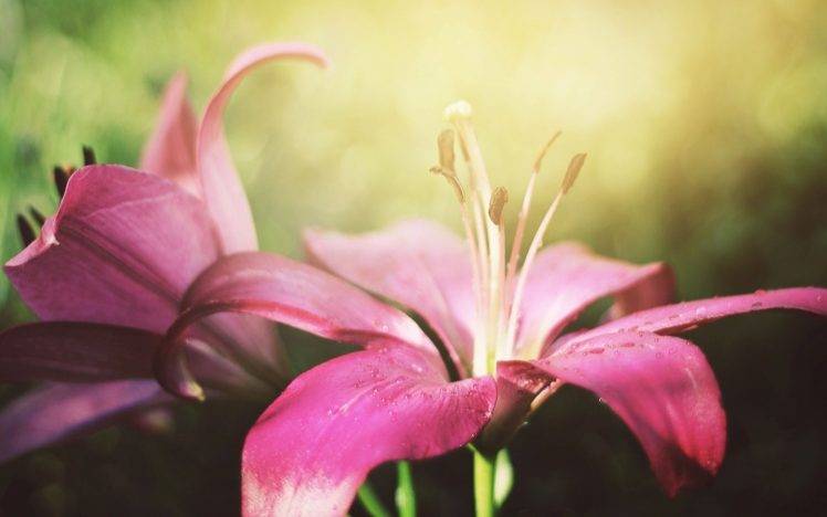 lilies, Flowers, Macro, Sunlight, Dew HD Wallpaper Desktop Background