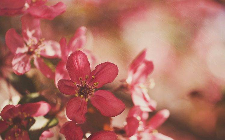 flowers, Pink Flowers, Nature, Depth Of Field HD Wallpaper Desktop Background