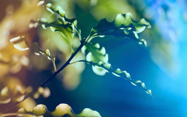 nature, Leaves, Bokeh, Macro HD Wallpaper Desktop Background