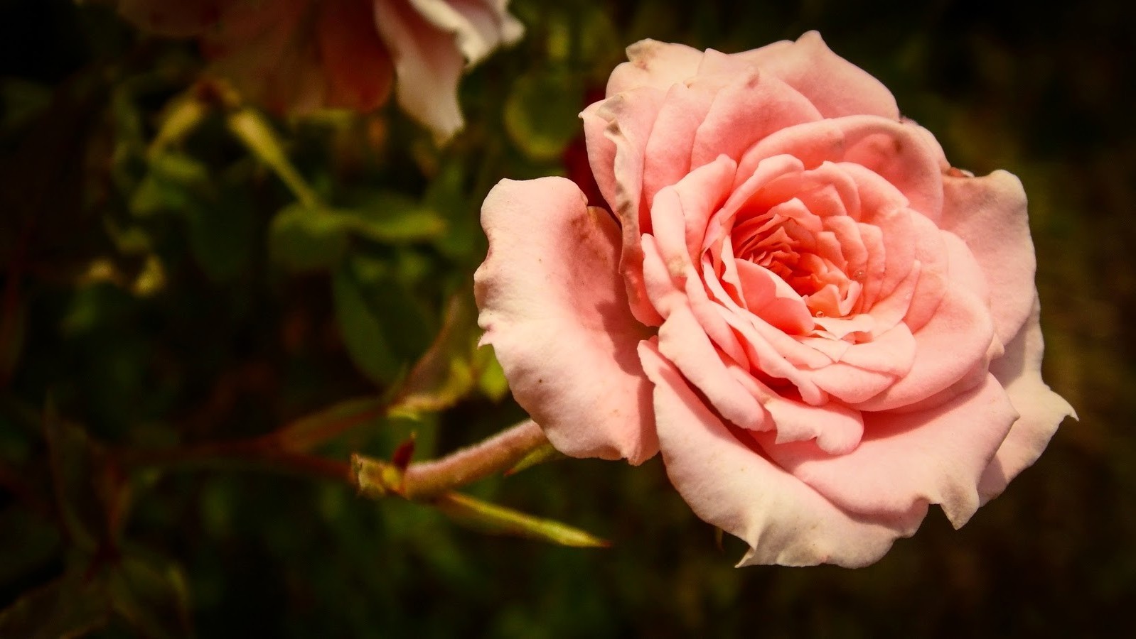flowers, Rose Wallpaper