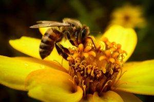 bees, Insect, Flowers, Macro