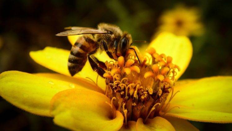 bees, Insect, Flowers, Macro HD Wallpaper Desktop Background