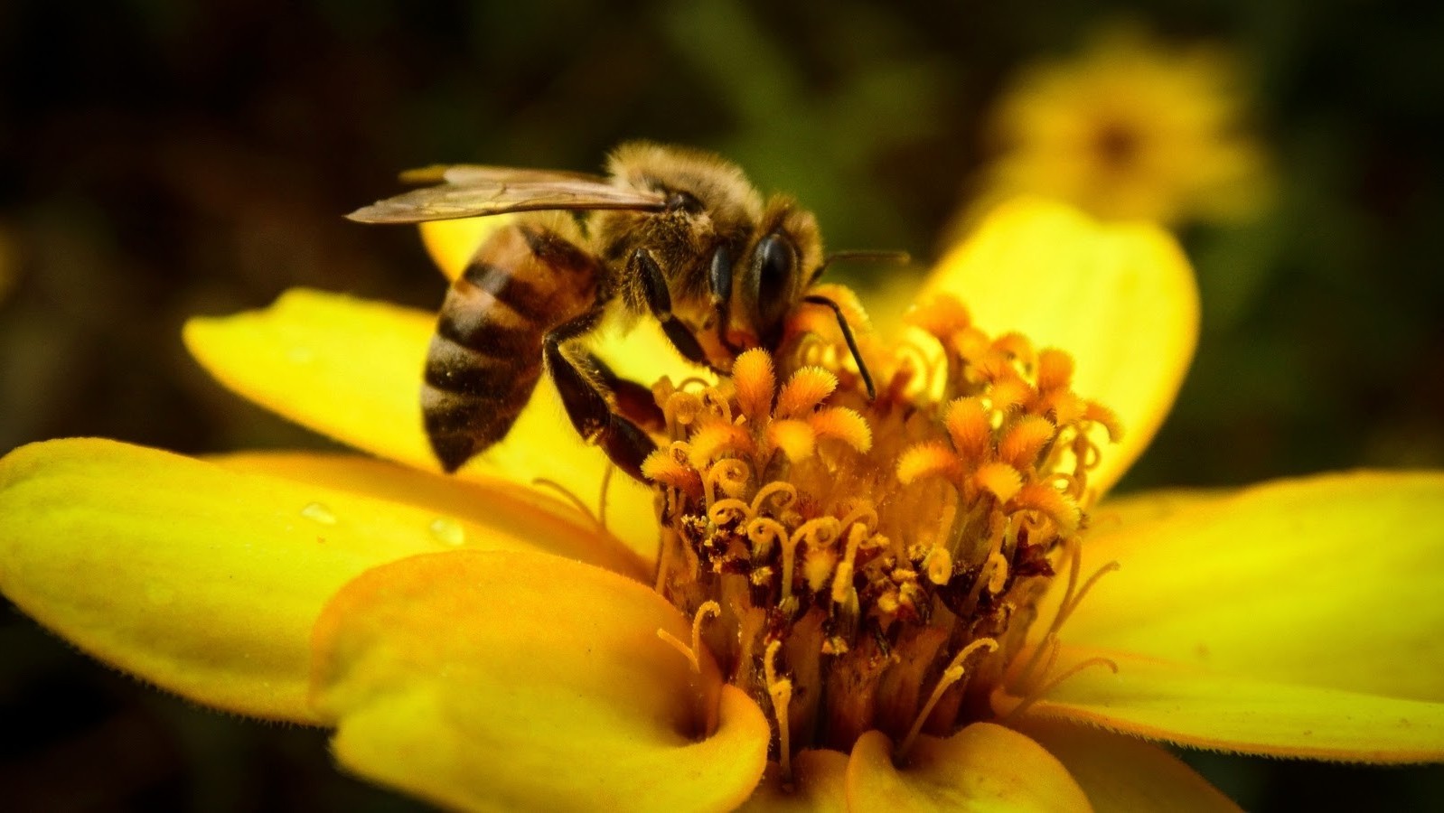 bees, Insect, Flowers, Macro Wallpaper