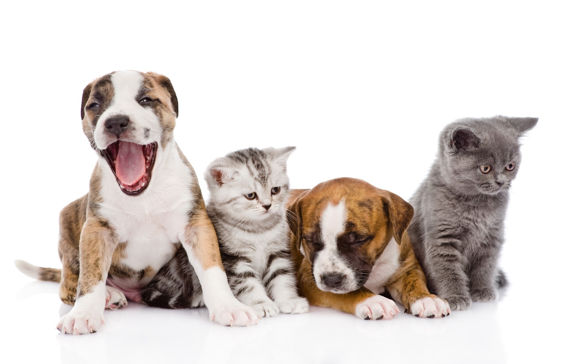 White Background Animals Dog Cat Baby Animals Wallpapers HD