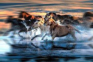 motion Blur, Water, Running, Animals, Horse