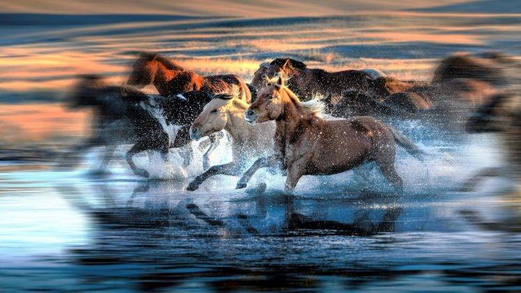motion Blur, Water, Running, Animals, Horse HD Wallpaper Desktop Background