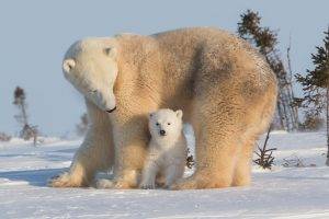 polar Bears, Animals, Snow, Baby Animals, National Geographic