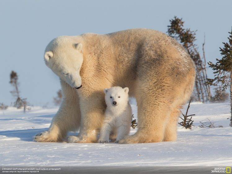 polar Bears, Animals, Snow, Baby Animals, National Geographic HD Wallpaper Desktop Background