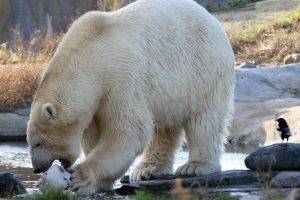 polar Bears, Animals, Birds, Eating, River, Bears