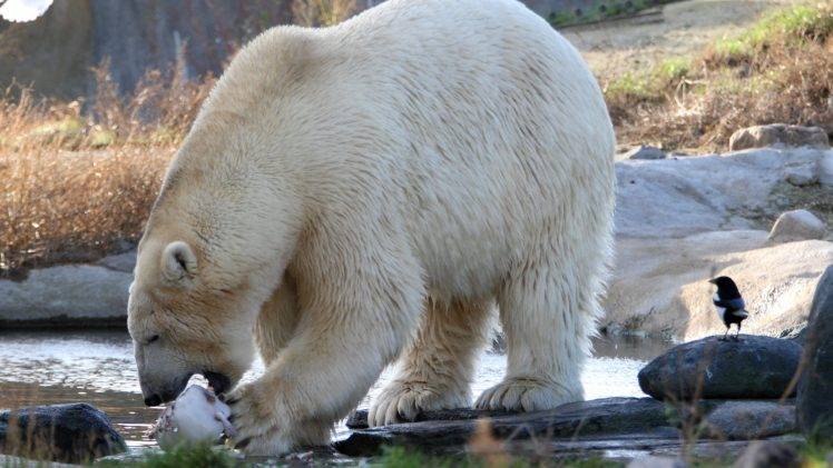 polar Bears, Animals, Birds, Eating, River, Bears HD Wallpaper Desktop Background