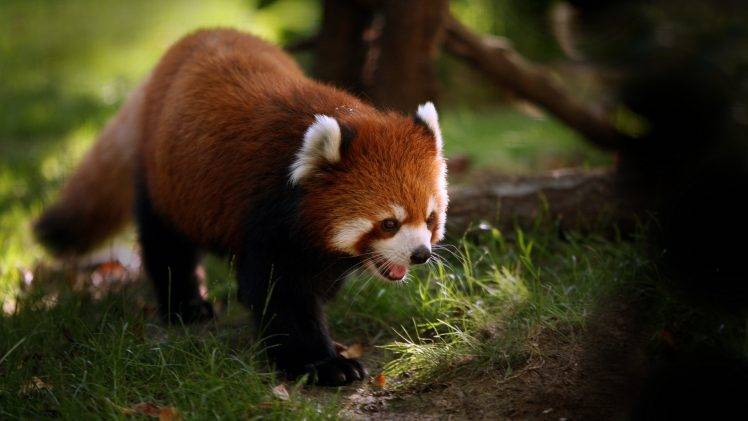 animals, Red Panda HD Wallpaper Desktop Background