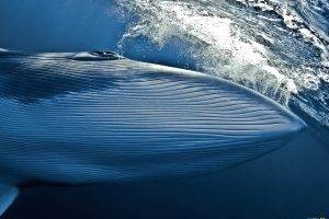 nature, Whale