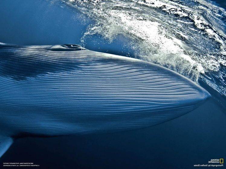 nature, Whale HD Wallpaper Desktop Background