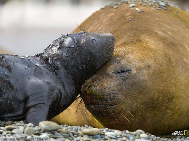 National Geographic, Animals, Seals, Baby Animals HD Wallpaper Desktop Background
