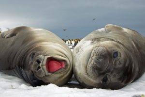 animals, National Geographic, Seals, Snow