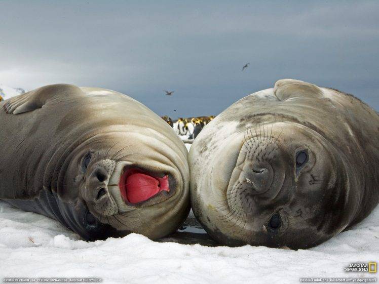 animals, National Geographic, Seals, Snow HD Wallpaper Desktop Background