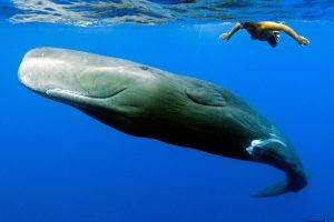whale, Animals, Sea