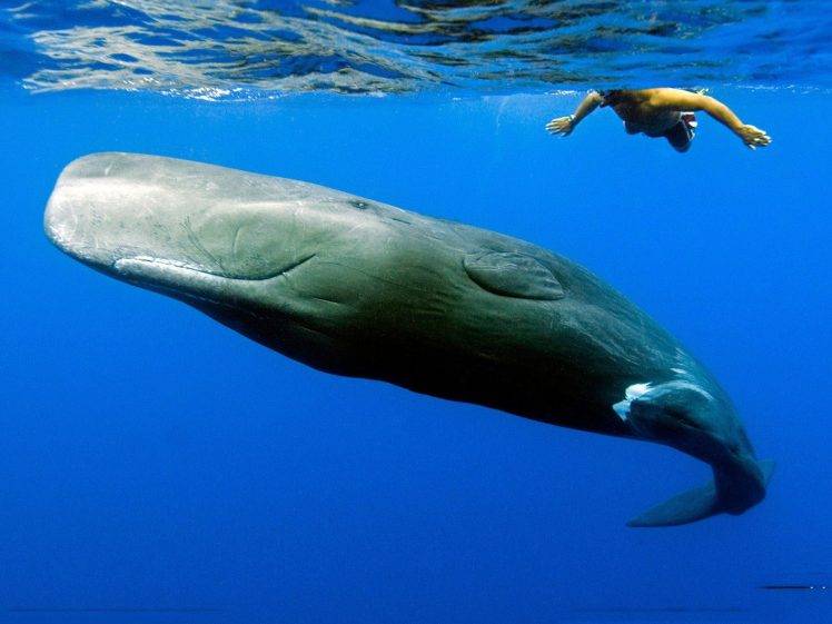 whale, Animals, Sea HD Wallpaper Desktop Background