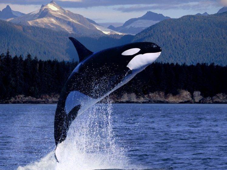 whale, Animals HD Wallpaper Desktop Background