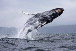 nature, Animals, Whale