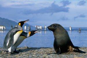 penguins, Seals, Birds, Beach, Animals