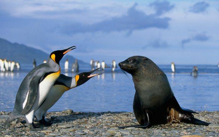 penguins, Seals, Birds, Beach, Animals HD Wallpaper Desktop Background