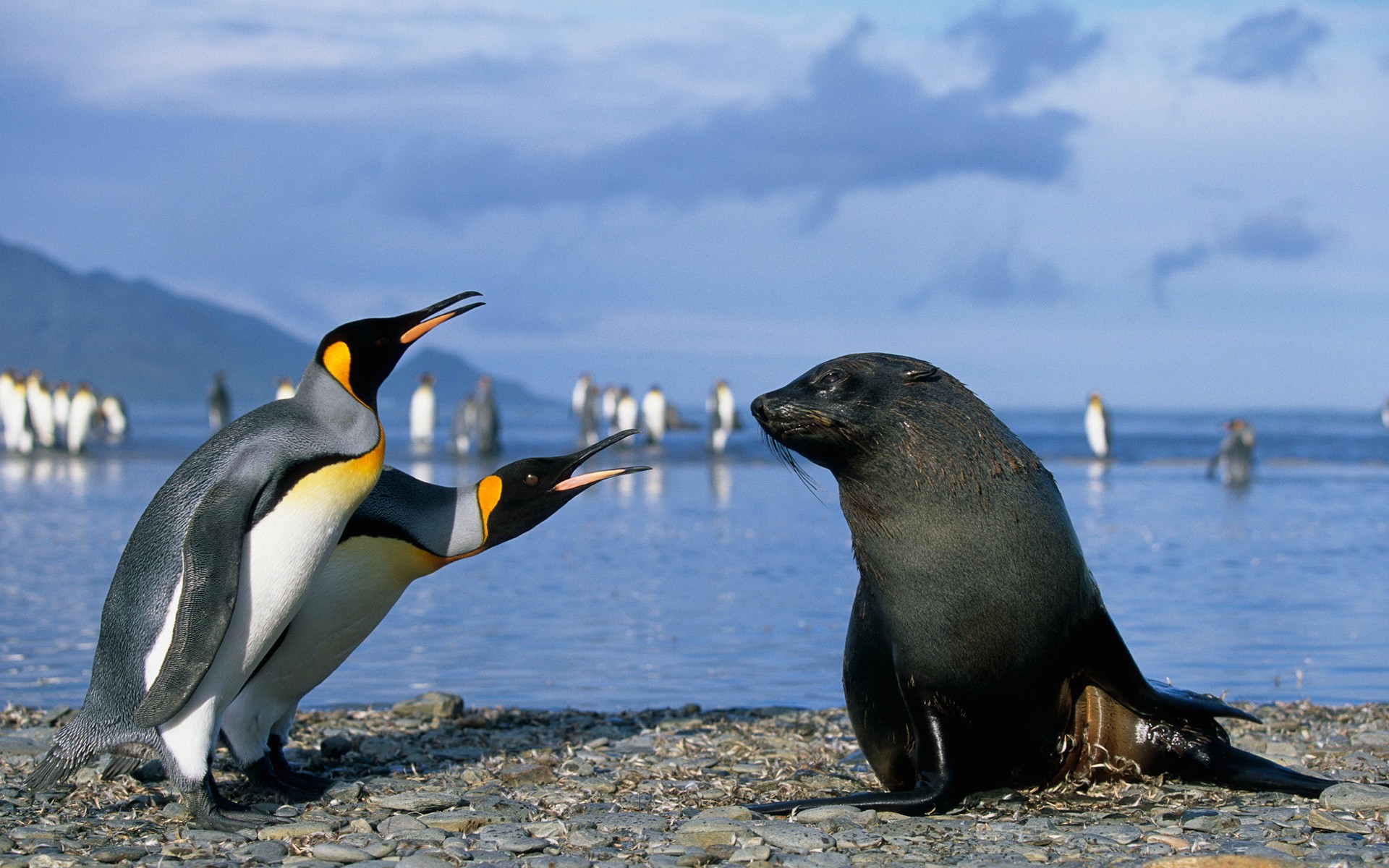 penguins, Seals, Birds, Beach, Animals Wallpaper