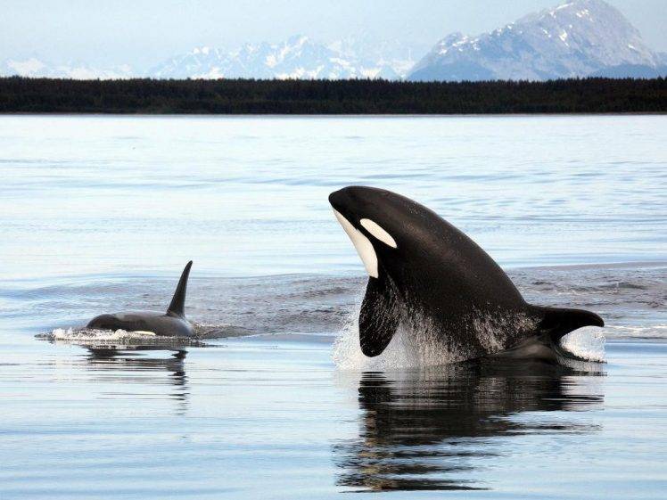 animals, Orca, Sea HD Wallpaper Desktop Background